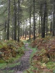 Cannock Forest