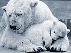 Sleeping polar bear and cub