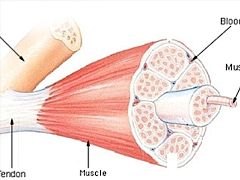 Muscle structure