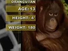 Sumo vs Orangutan