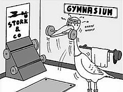Stork in the gym