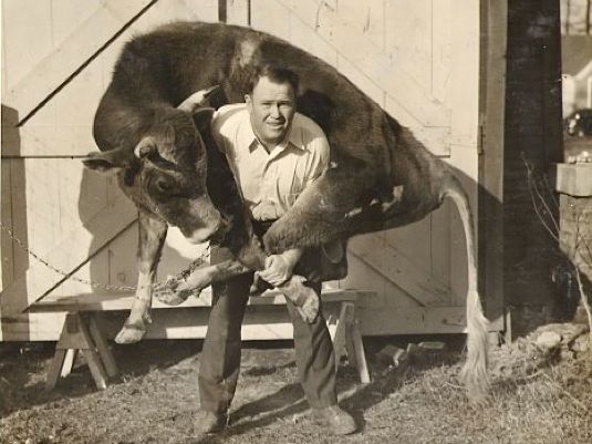 Herbert 'H.E.' Mann lifting bull
