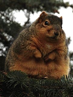 Fat squirrel